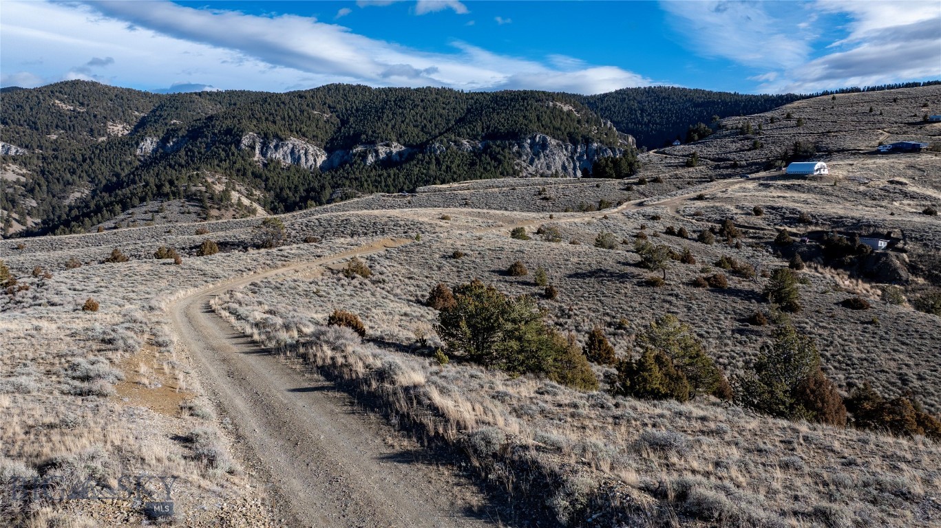 Ponderosa Pines - Land