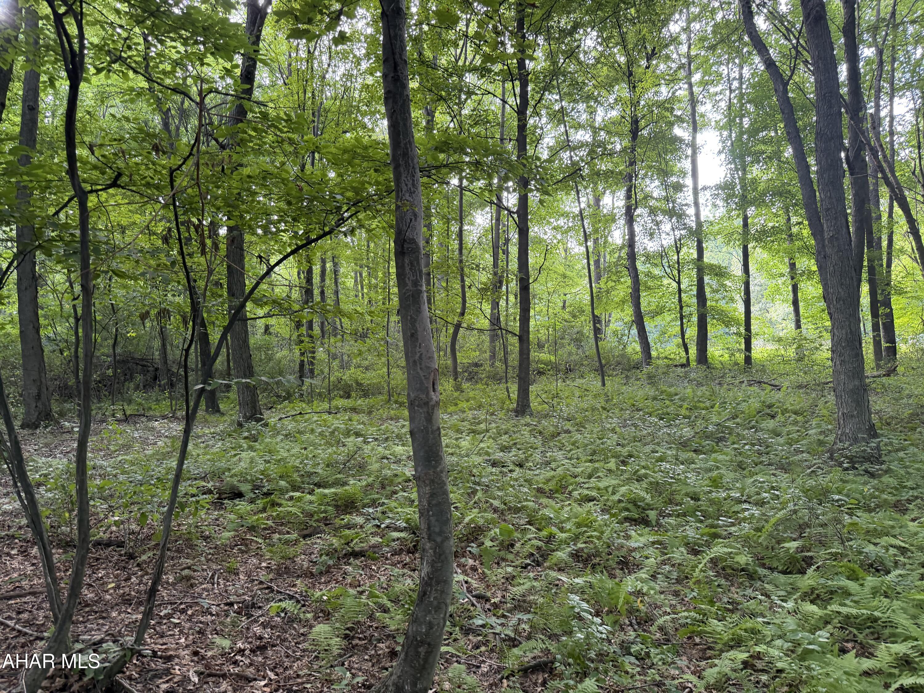 This scenic 2.7-acre wooded parcel surrounded by mature hardwoods and lush forest floor. This property offers the perfect balance of privacy and natural beauty. The gently rolling terrain provides multiple potential building sites for your dream home. Minutes from Shy Beaver. Minutes from state parks. Cozy location!