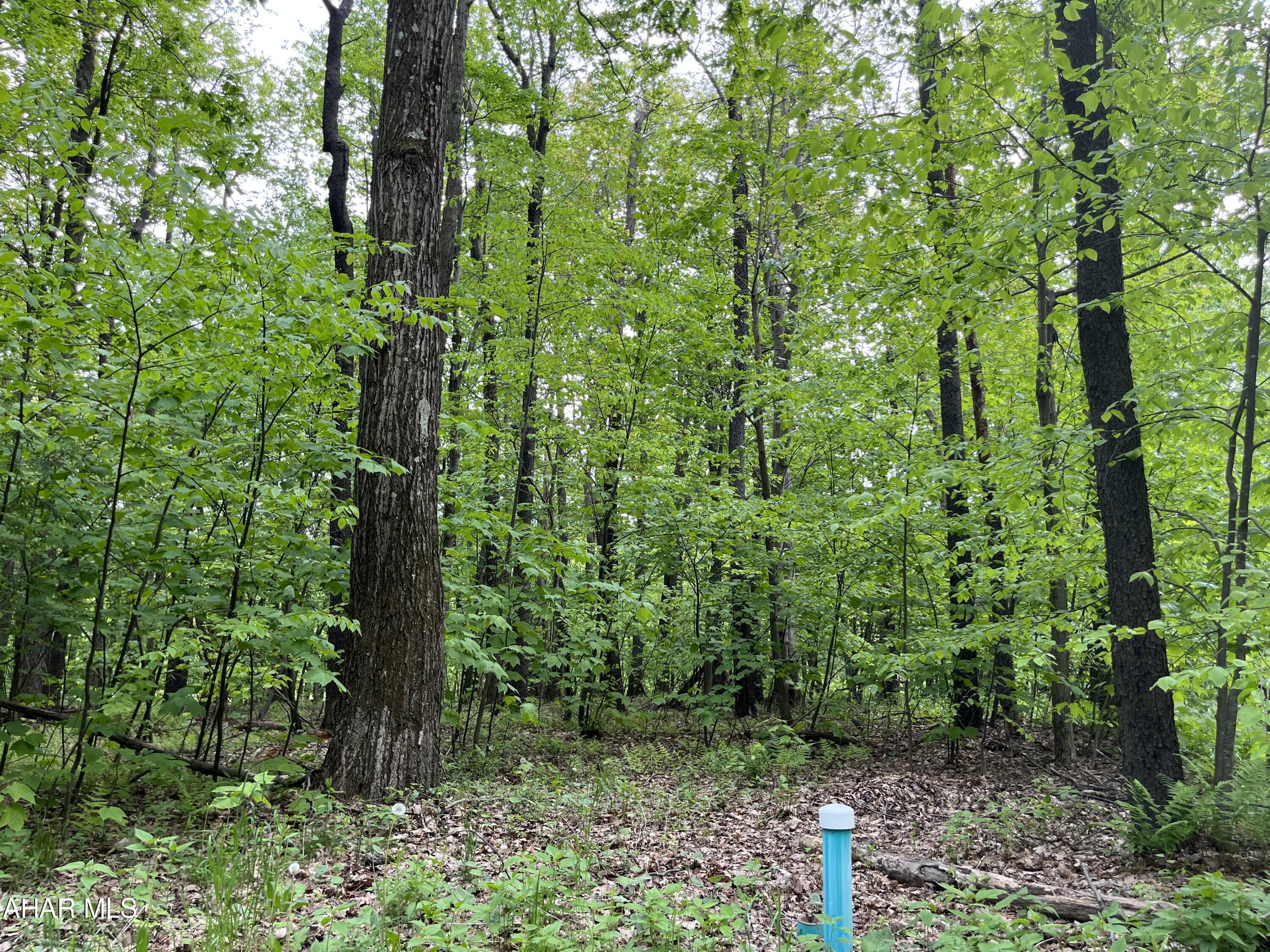 Blue Knob - Land