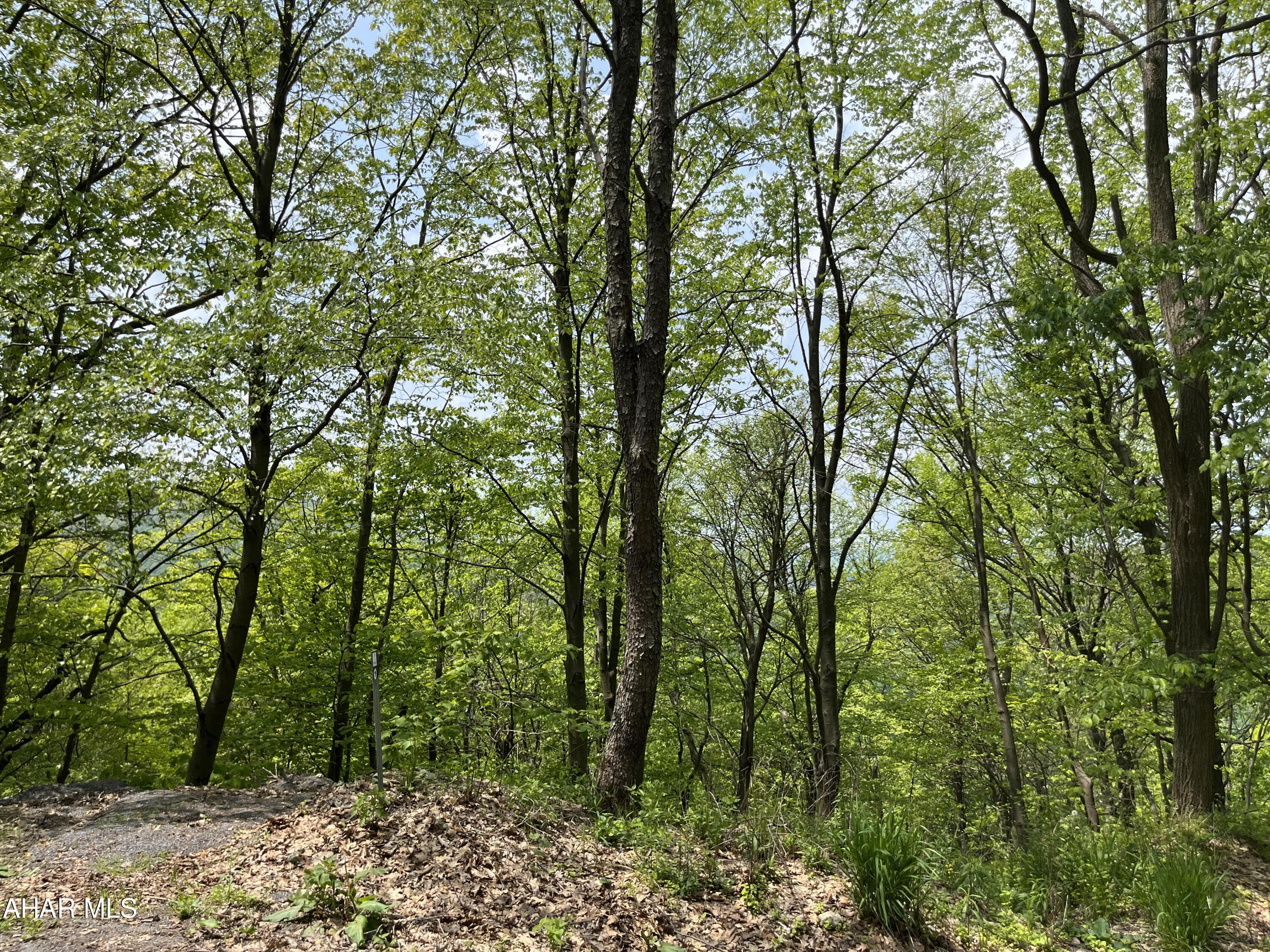 Blue Knob - Land