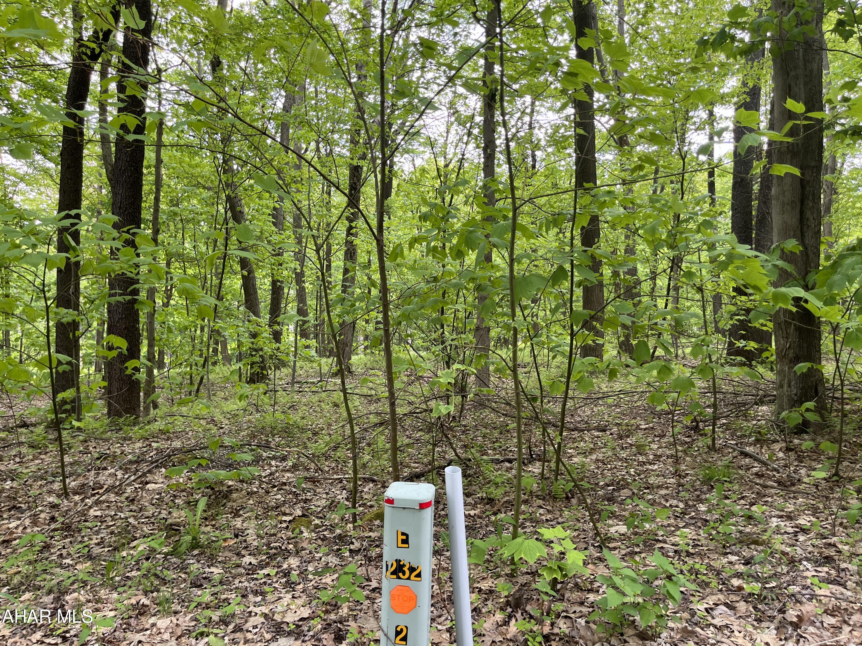Blue Knob - Land