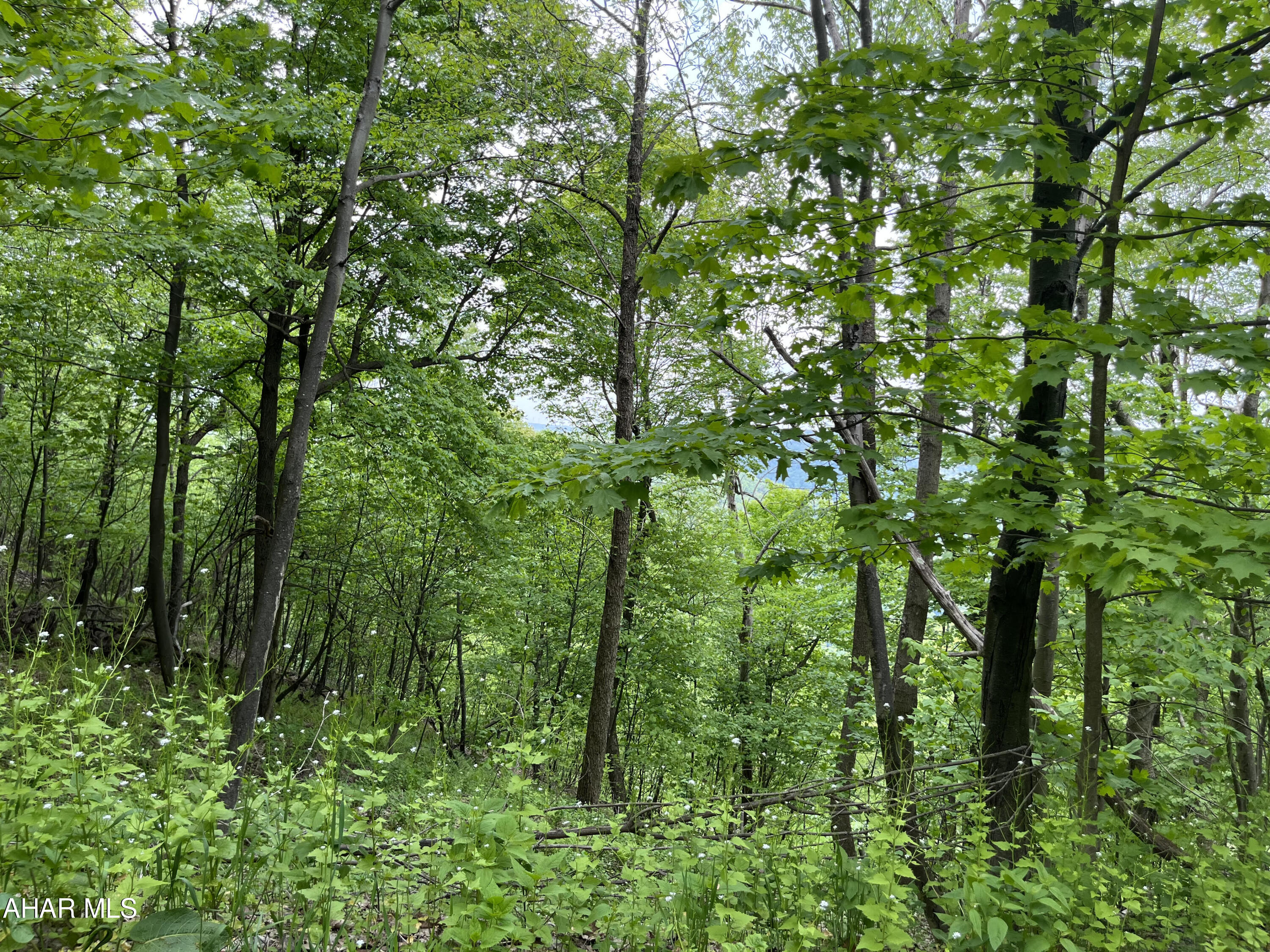 Blue Knob - Land