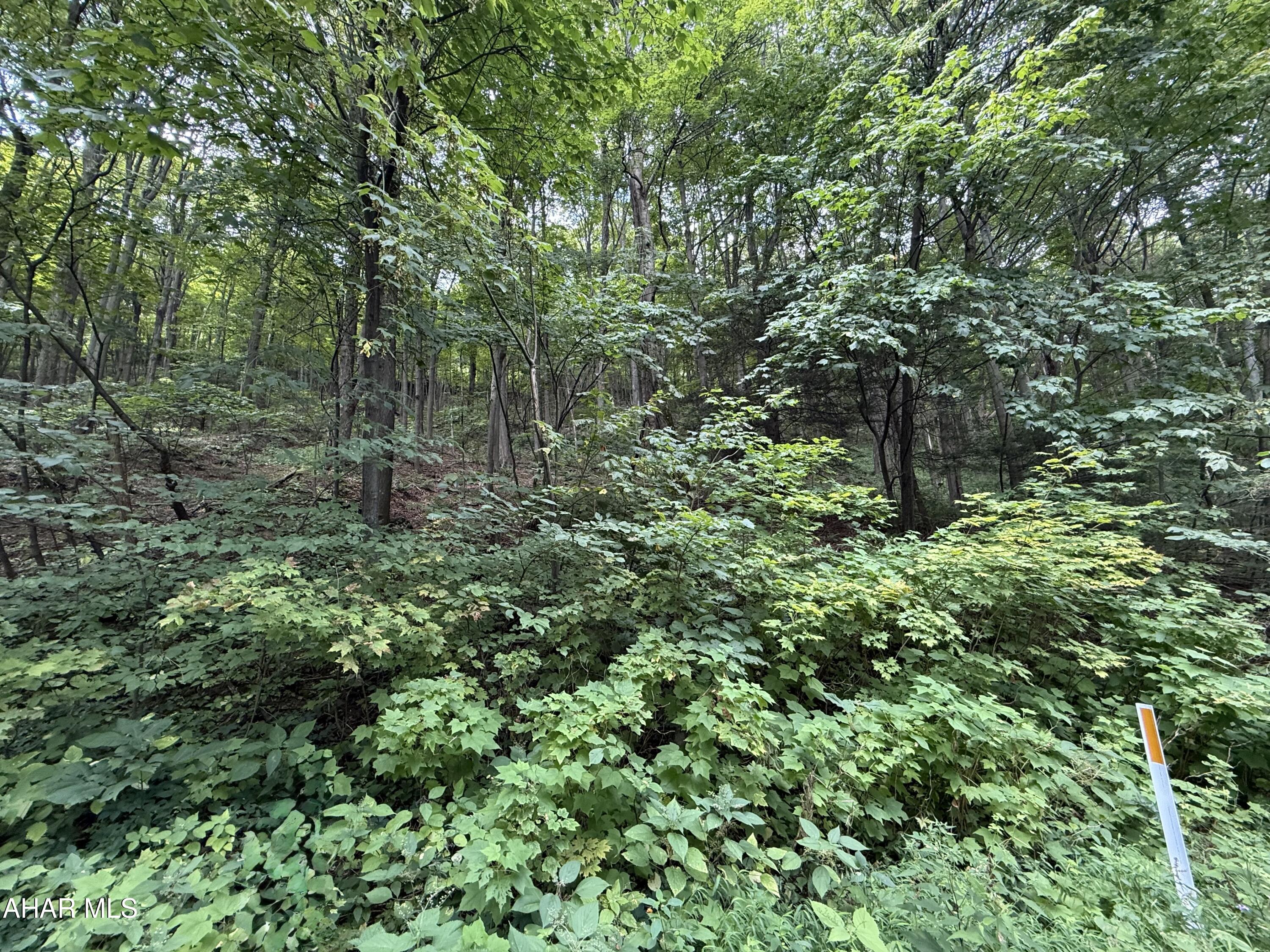Blue Knob - Land