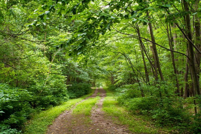 Enjoy the privacy and freedom of your own forested estate. Beautiful wooded property in Sinking Valley, adjoining the Sinking Valley Country Club.  Total of 168.8 acres in 3 separate parcels. This site has mature forests and is excellent for hunting, hiking and trail riding. Benches provide a spectacular view of Sinking Valley.  All property is accessed by 40' wide right-of-way road. Great potential for secluded living.  Owner will consider selling the 130 acre parcel separately.