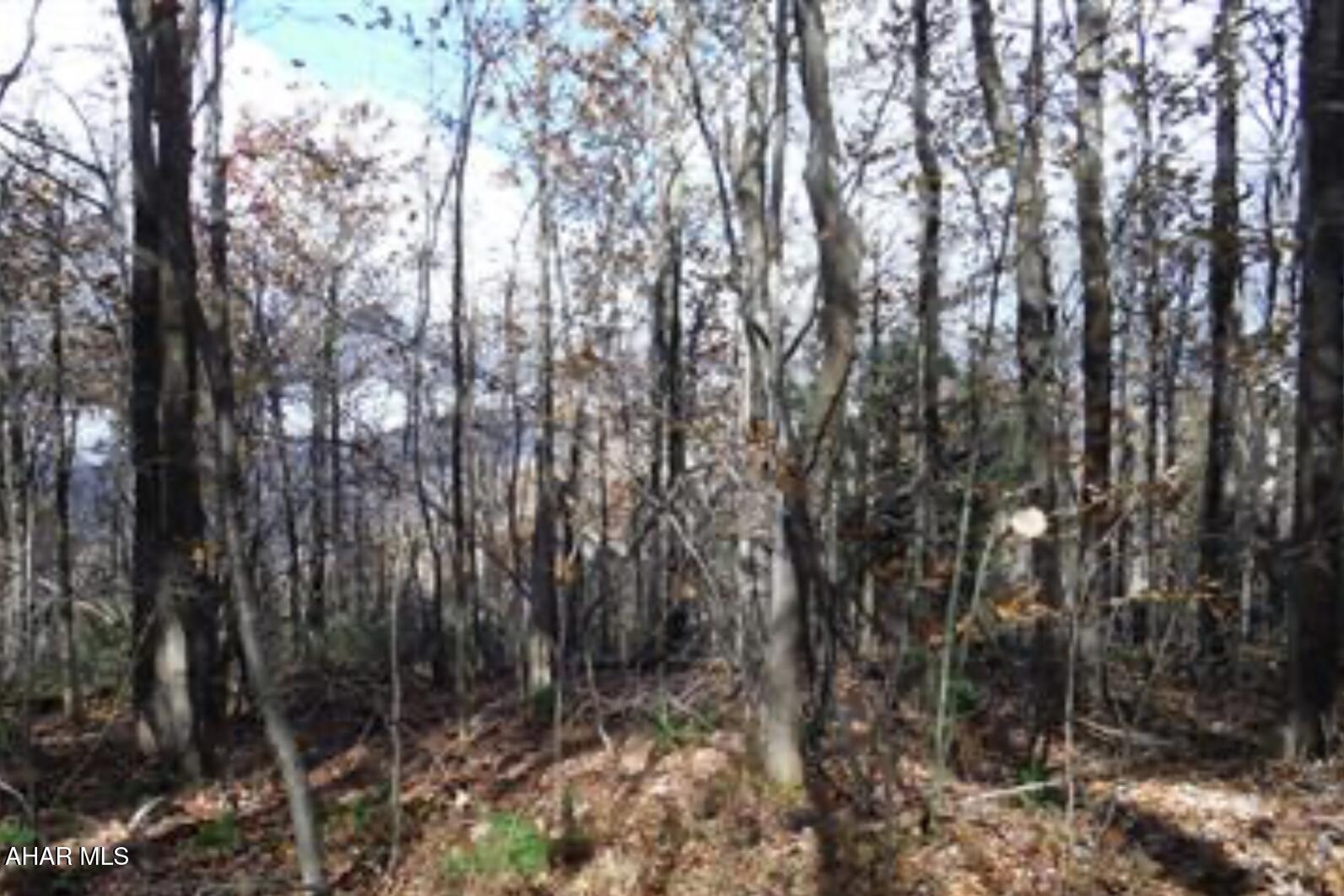 Blue Knob - Land