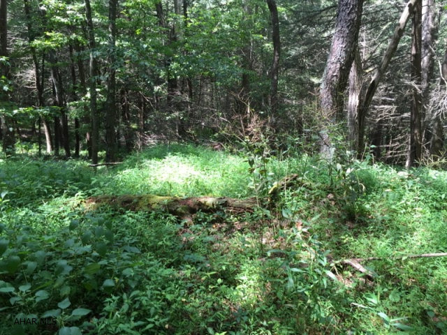 If you are looking for a prime secluded hunting retreat within minutes of PA Turnpike, Route 70 and Lincoln Highway, this 25 acres property is for you. Hiking trails found throughout allow nature lovers to explore the various aspects of the Alleghany Highland area. Abundant wildlife and a running stream make this a fabulous retreat for anyone wanting to escape city life.  Timber and mineral rights convey.