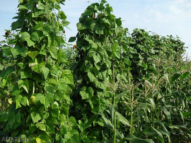 Unknown - Farm