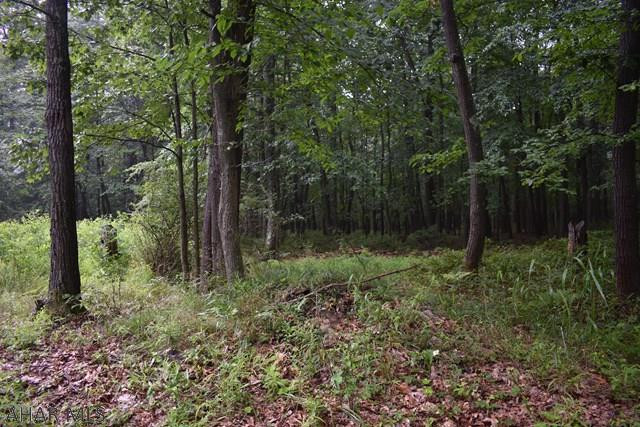 Sylvan East - Land