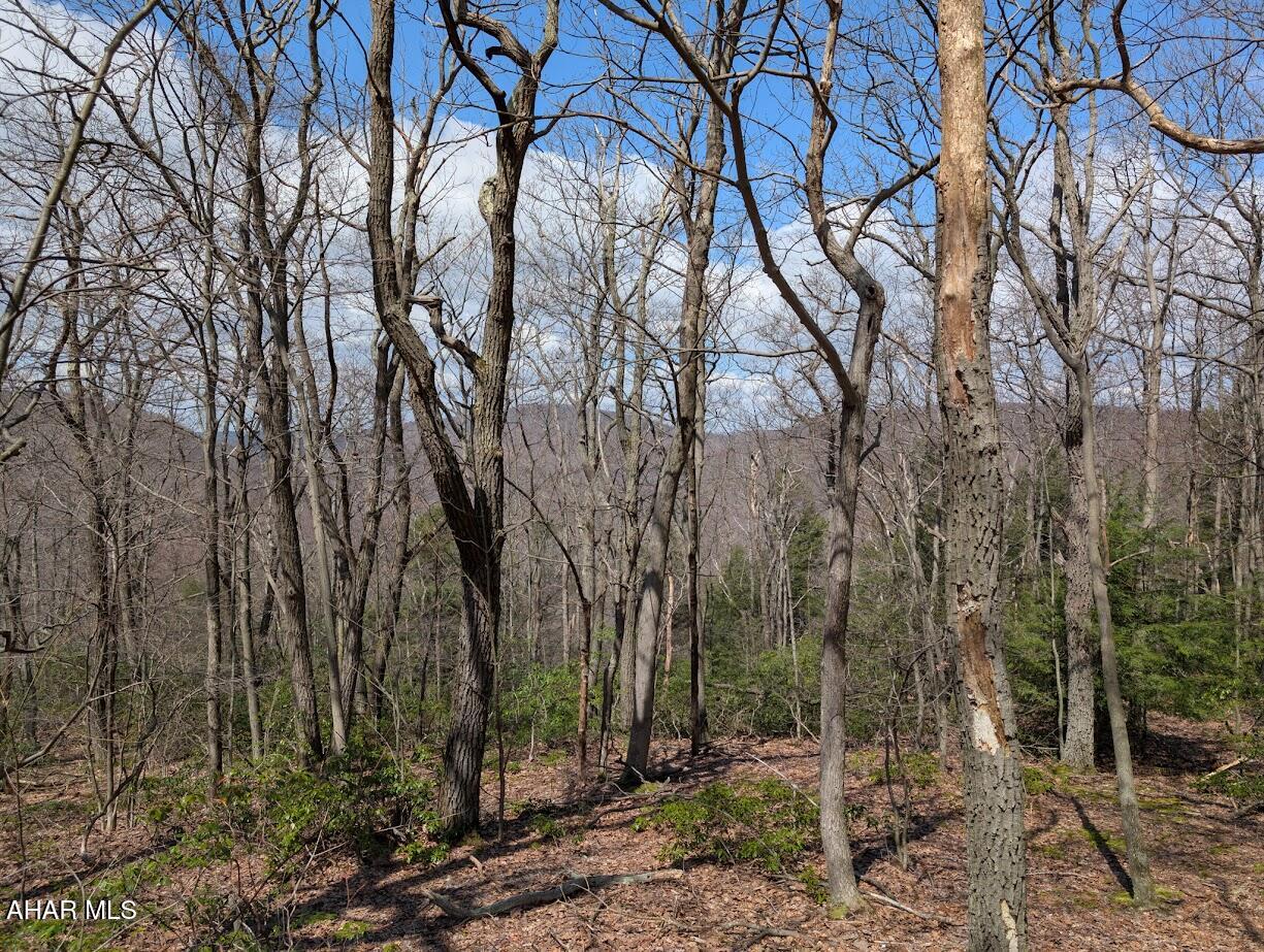 Blue Knob - Land