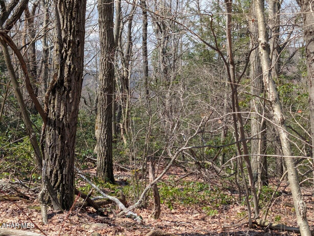 Blue Knob - Land