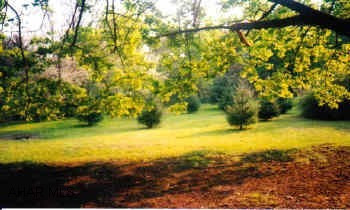 Irregular building lot:  202x61x217x84 Irregular building lot:  202x61x217x84