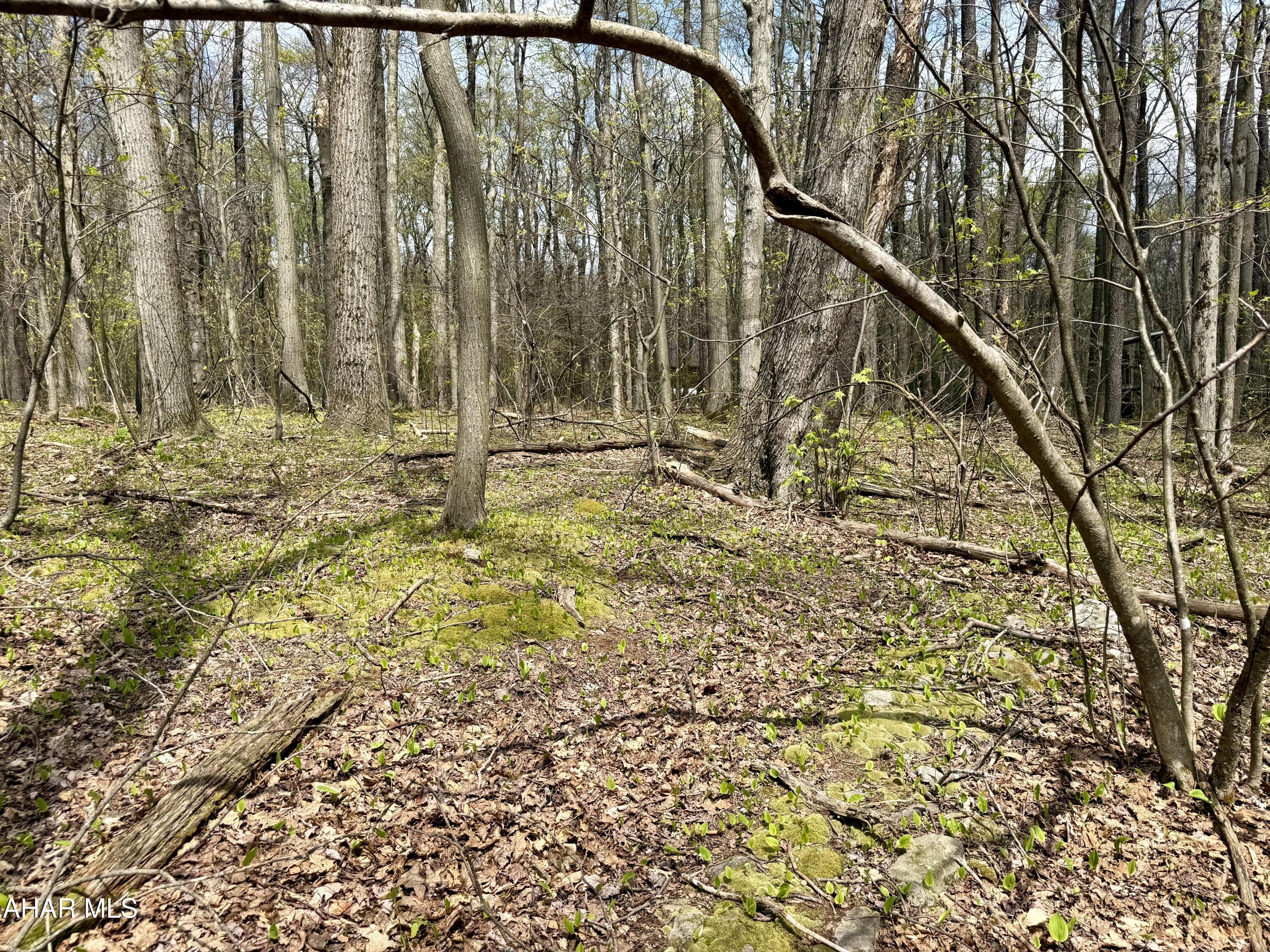 Blue Knob - Land