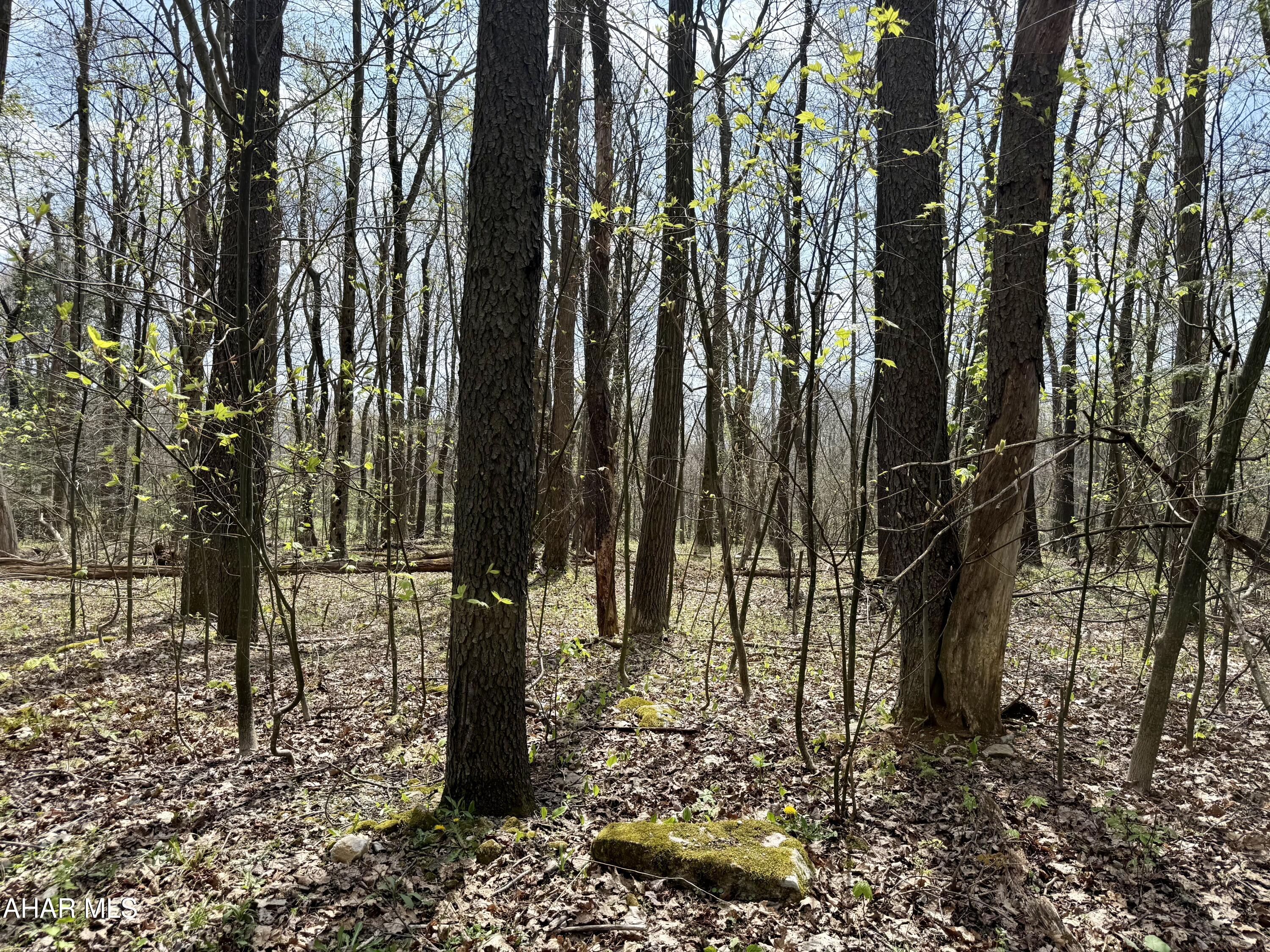 Blue Knob - Land