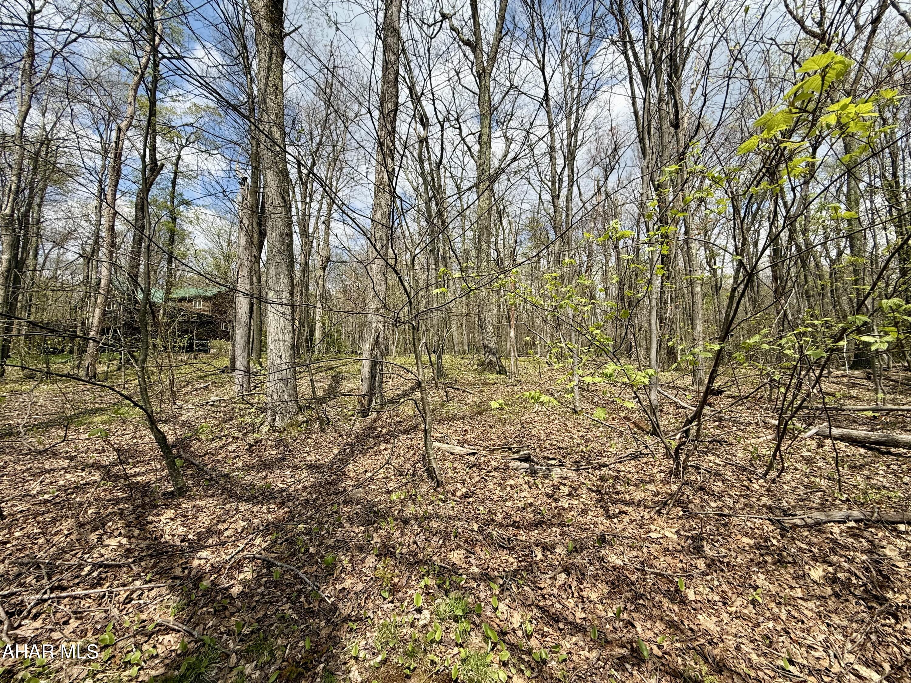 Blue Knob - Land