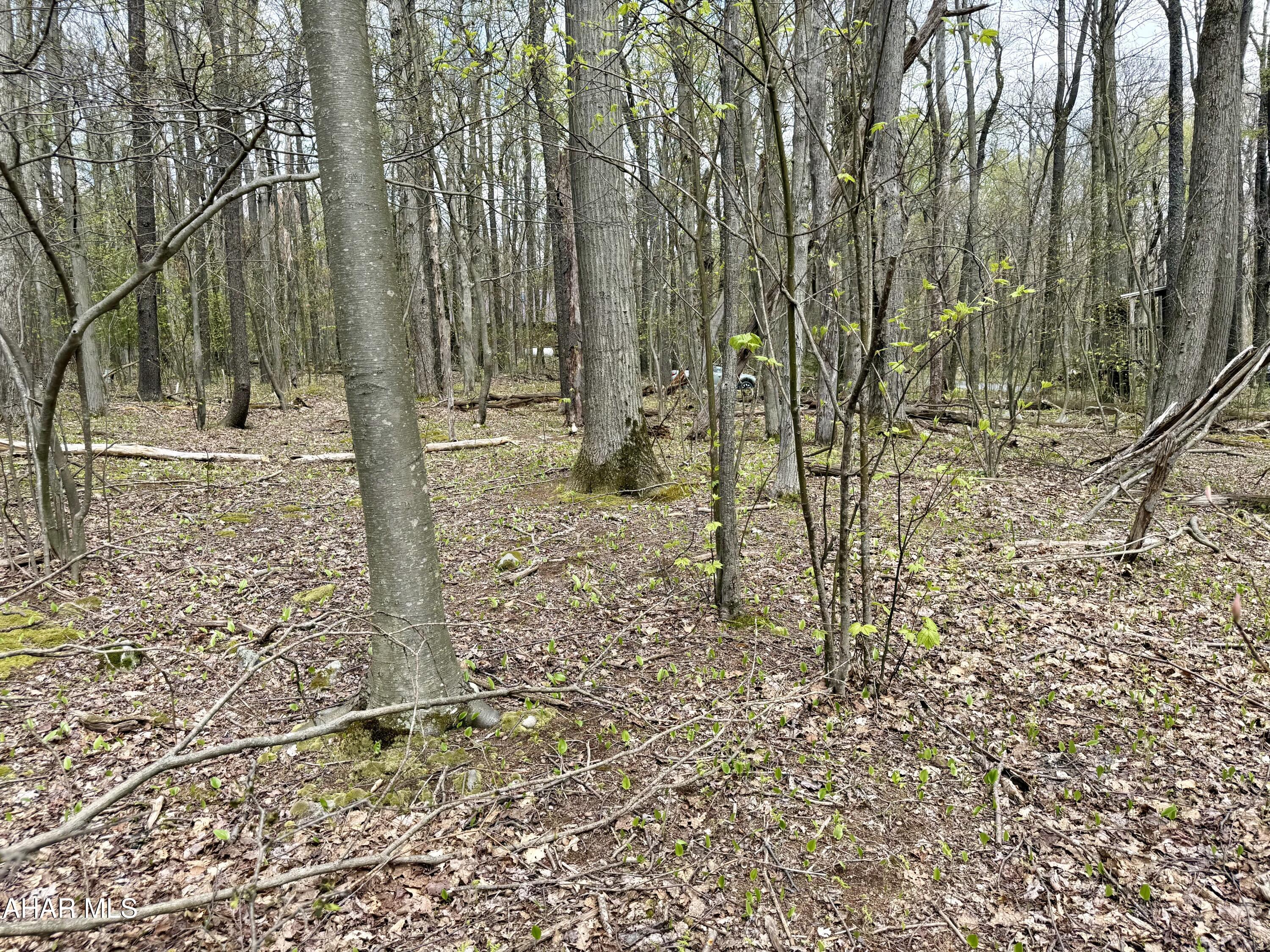 Blue Knob - Land