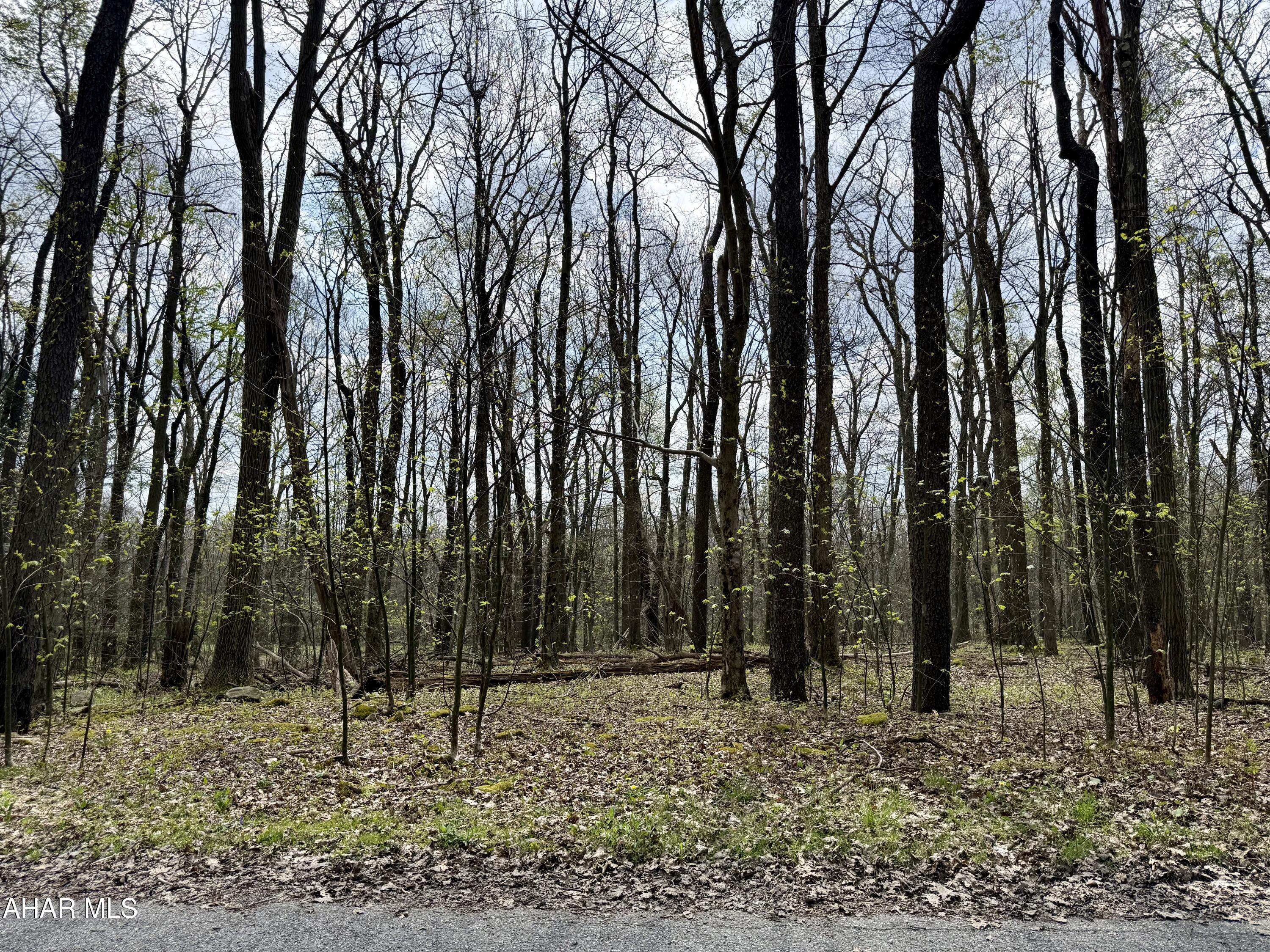 Blue Knob - Land