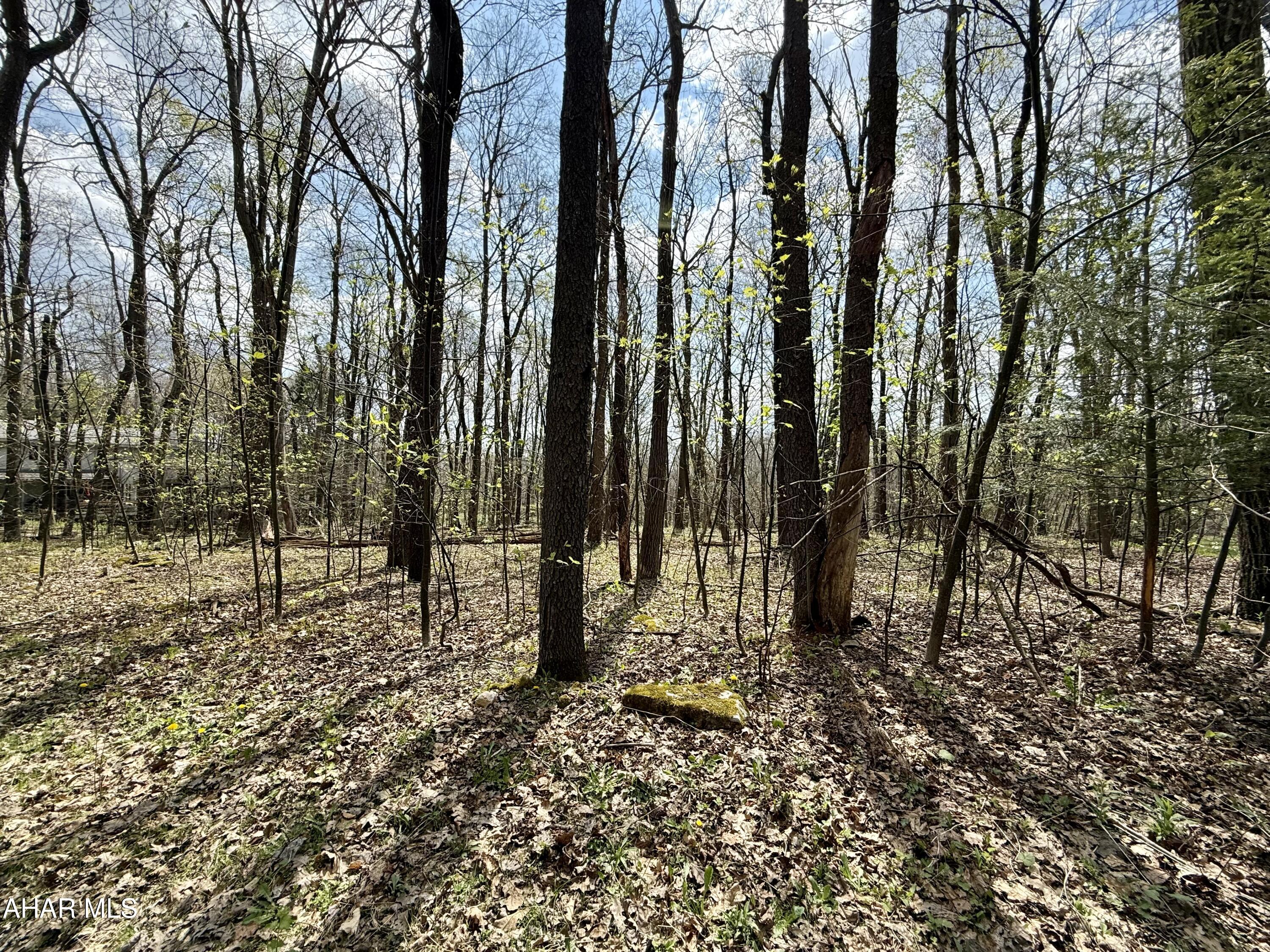 Blue Knob - Land