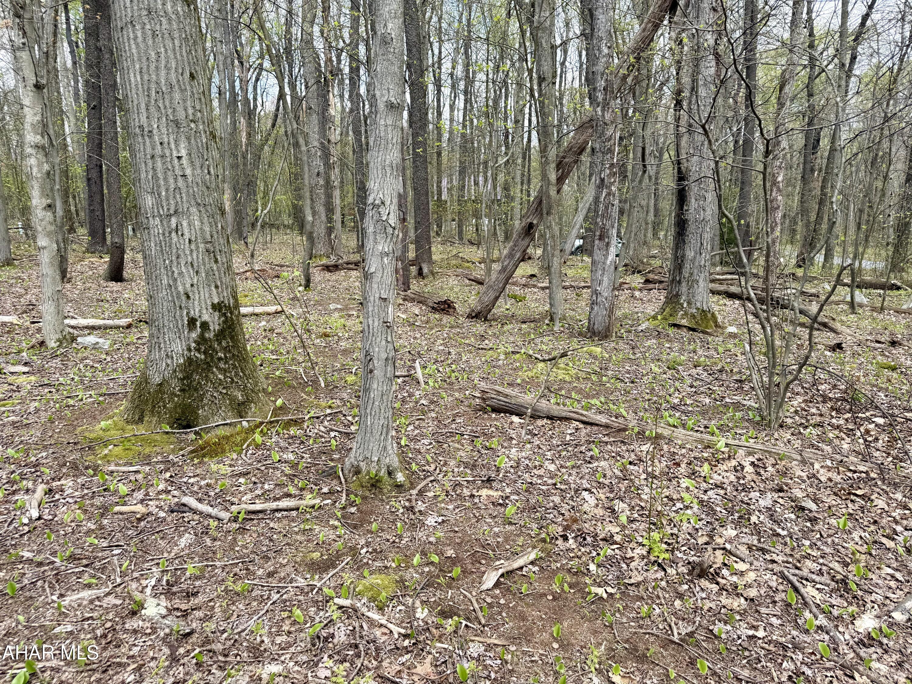 Blue Knob - Land