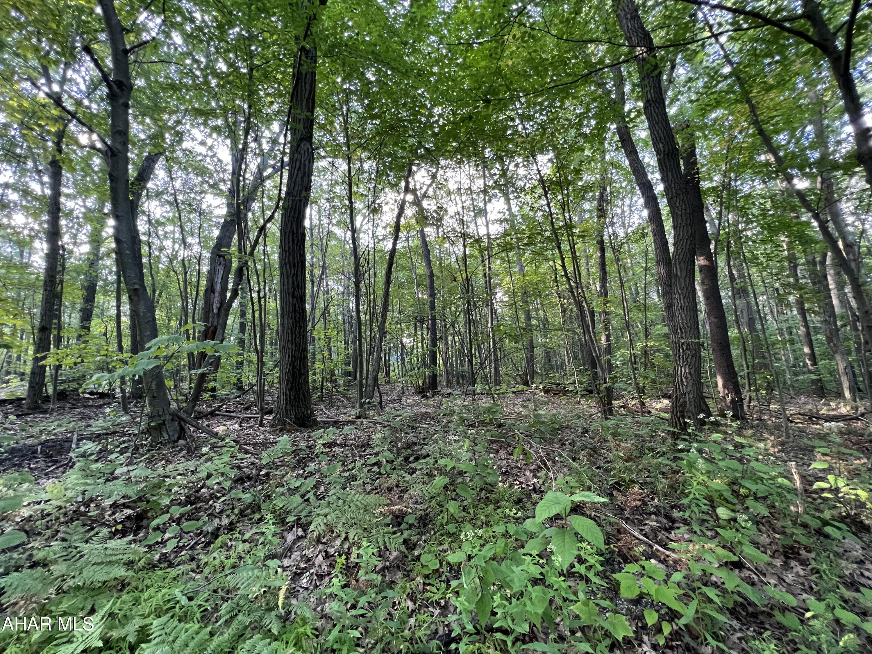 Blue Knob - Land