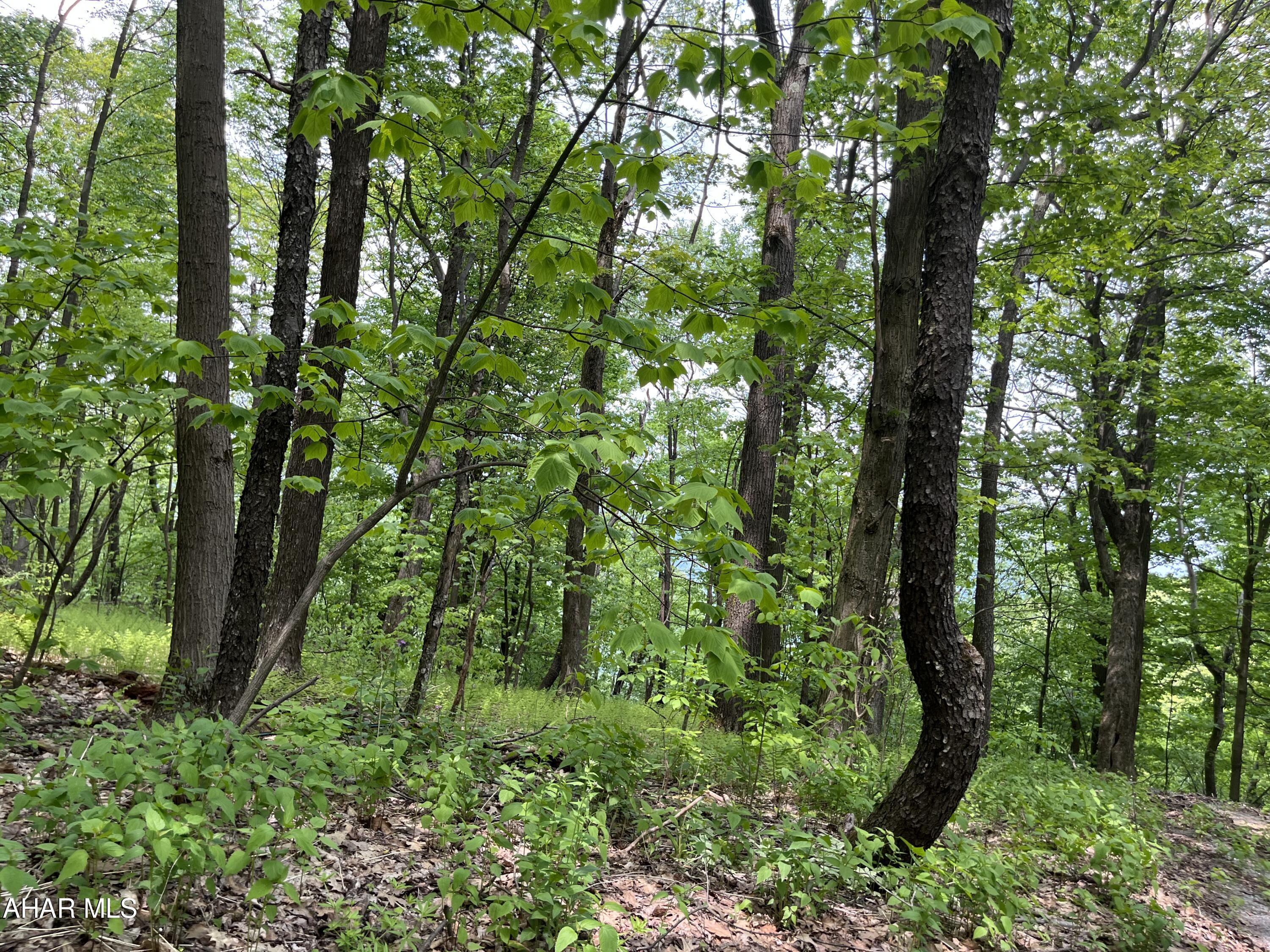 Blue Knob - Land
