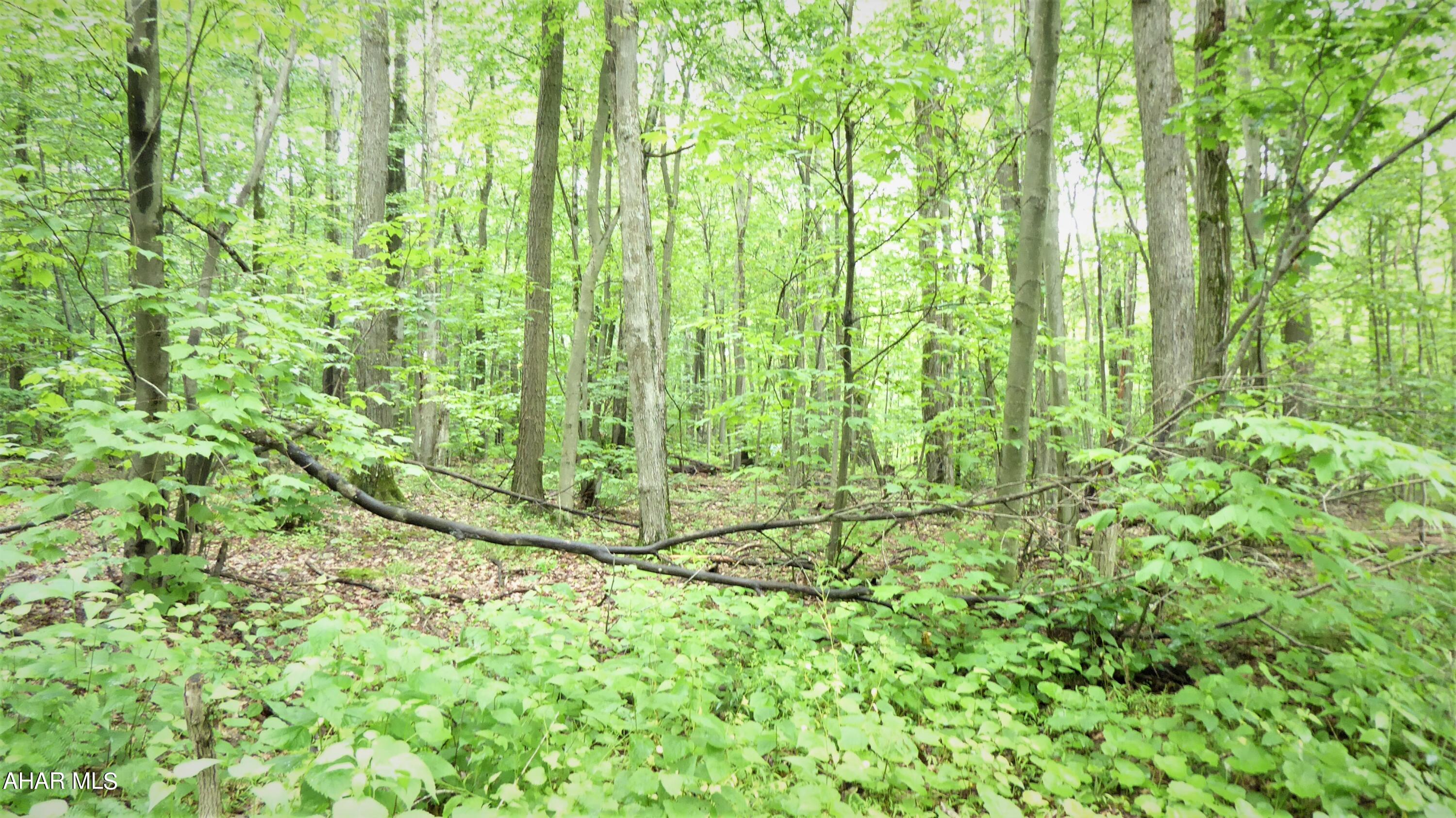 Blue Knob - Land