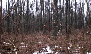 From Bedford, State Route 30 West to Schellsburg, from light in Schellsburg, proceed straight to Mill Street.  Follow road approximately 1/2 mile.  Lots are on the left side of road.Hard to find level, wooded, building lots located in Schellsburg.  Only seconds from Shawnee State Park.  Some lots have good mountain views.  Premium building lots that offer restrictions and privacy.  Sewer type = Public or Private.