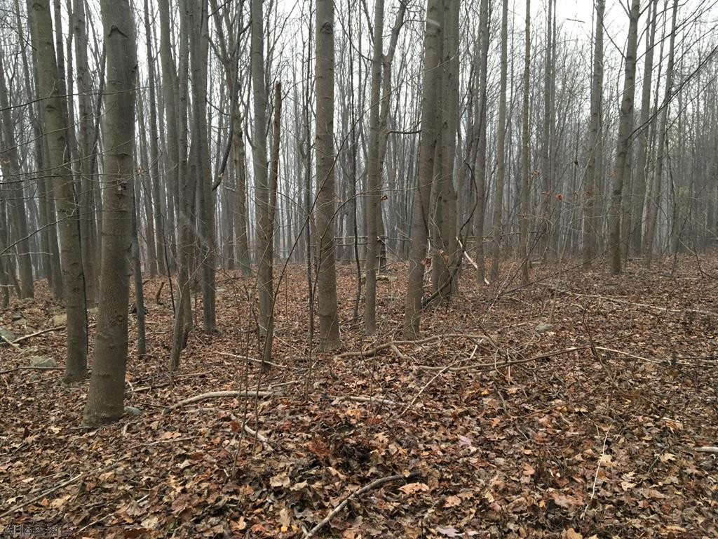 Perfect Building spot . 2 parcels one is .912 and the other is .925. Wooded but level. Restrictions apply