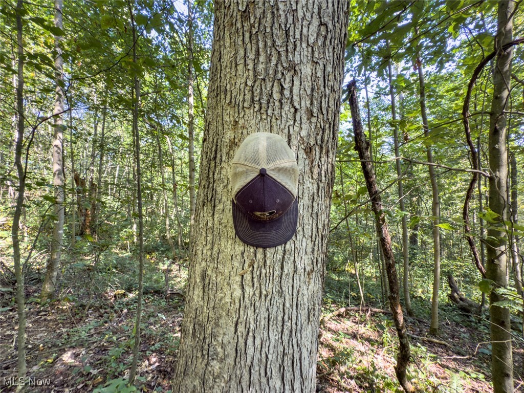 Palmer - Land