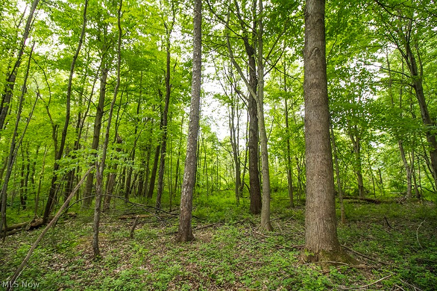 Great hunting and recreational property just minutes from both the Lake Erie shore and the Pennsylvania border.  Just a few miles from I-90.  Nice established openings for food plots with several mature fruit trees.  Great mix of wildlife cover.  Gas and oil rights are negotiable.