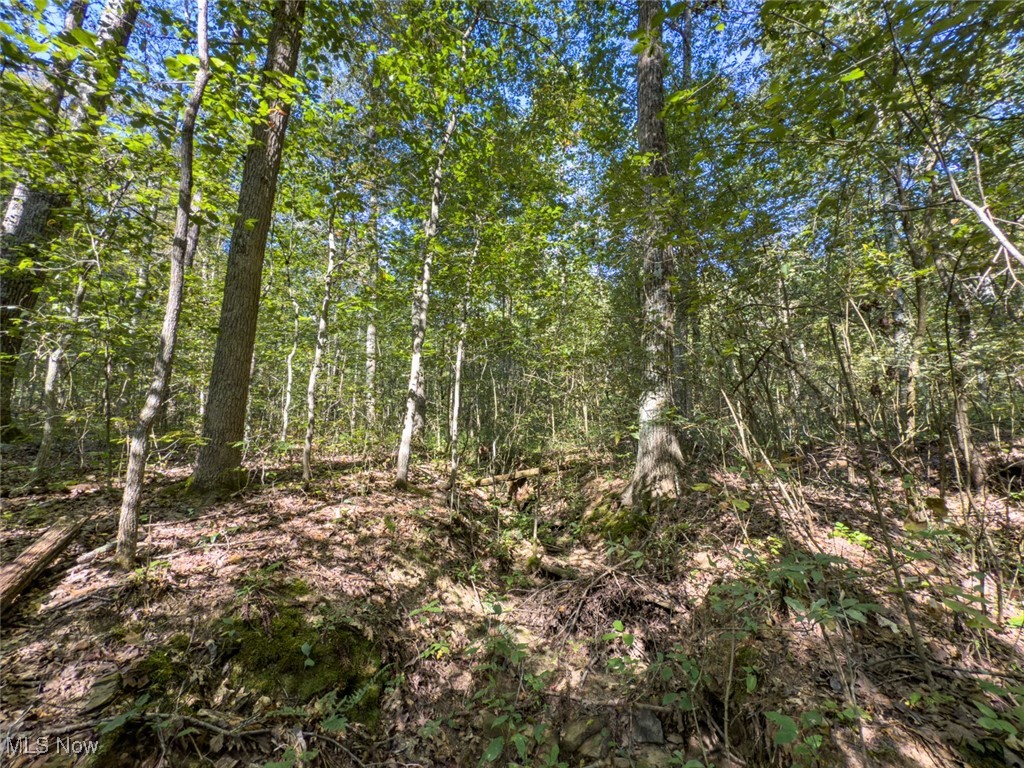 Palmer - Land