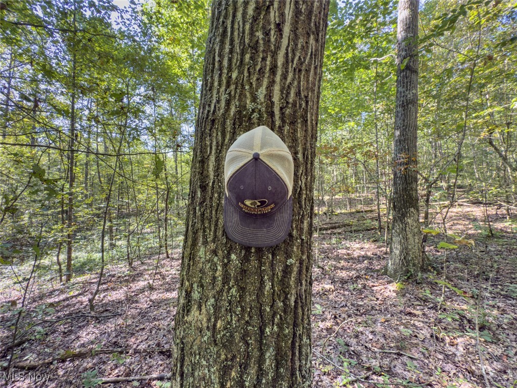 Palmer - Land