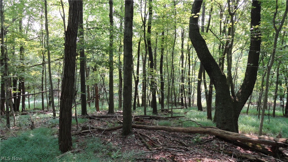 Hidden Woods - Land
