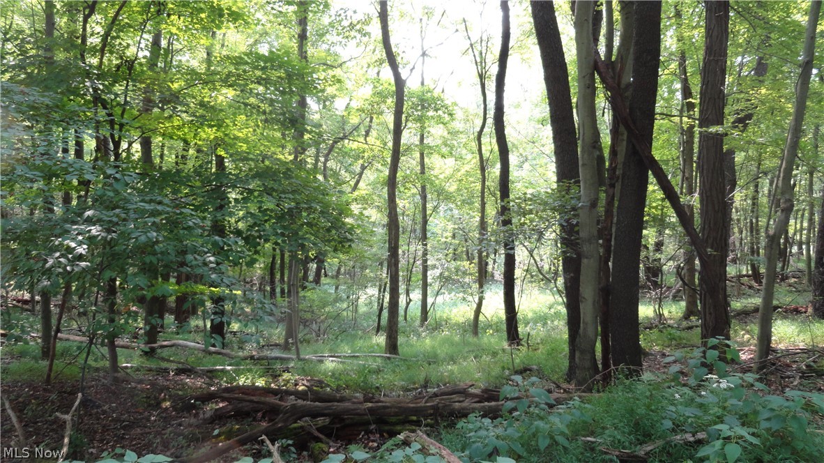 Hidden Woods - Land