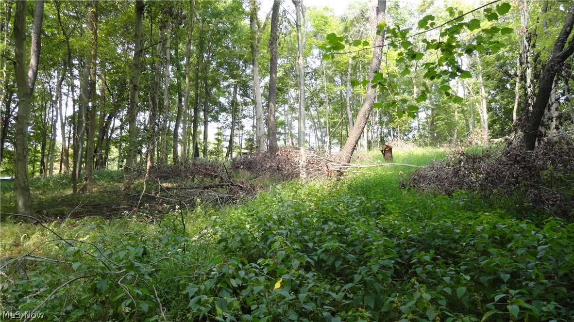 Hidden Woods - Land
