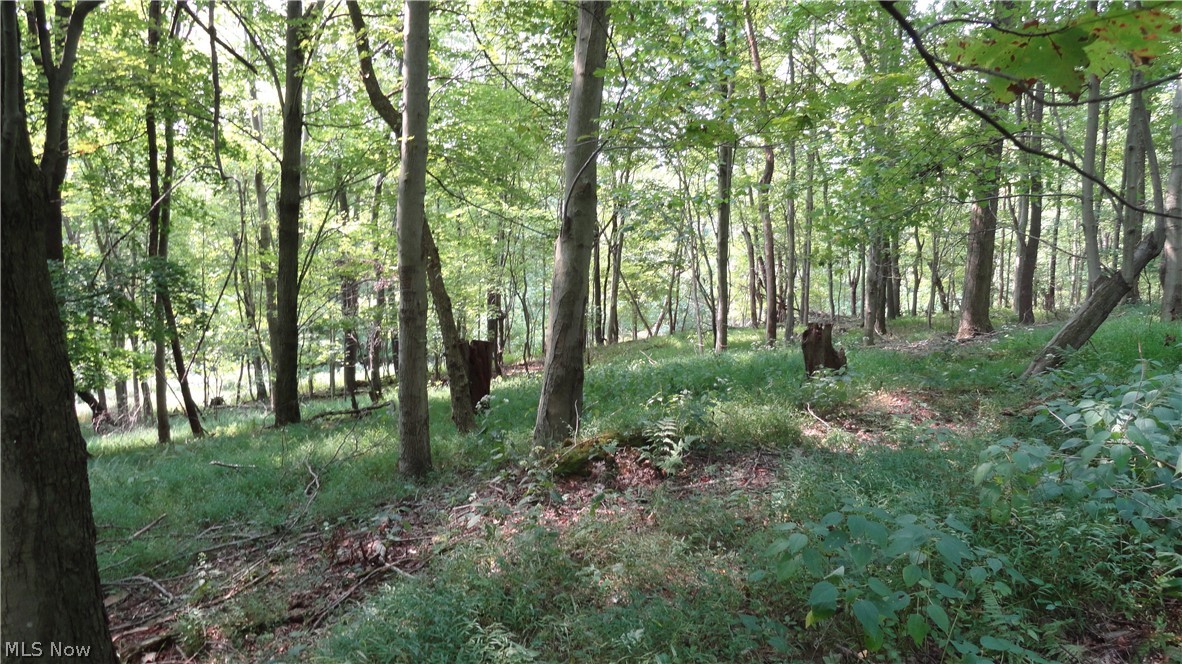 Hidden Woods - Land