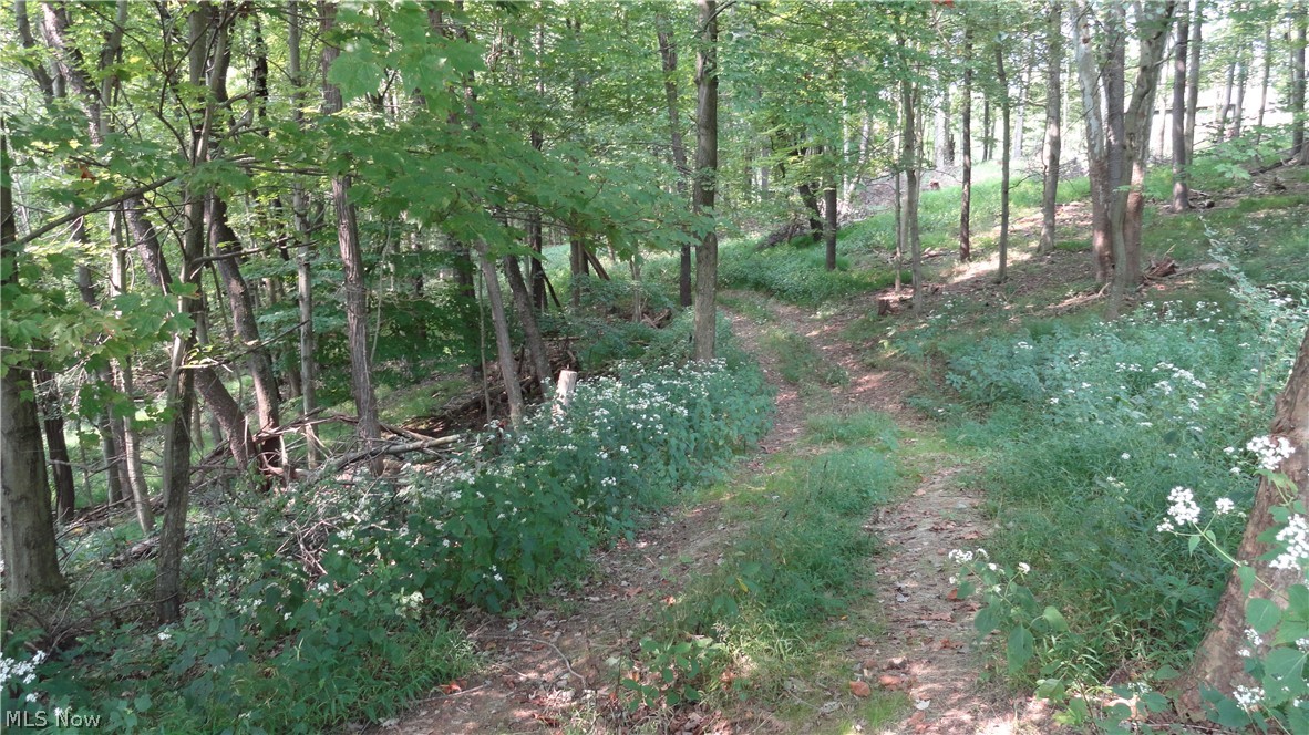 Hidden Woods - Land
