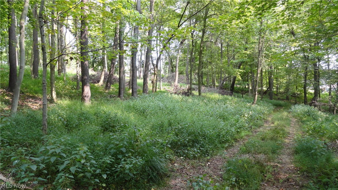 Hidden Woods - Land