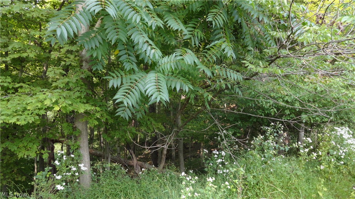 Hidden Woods - Land