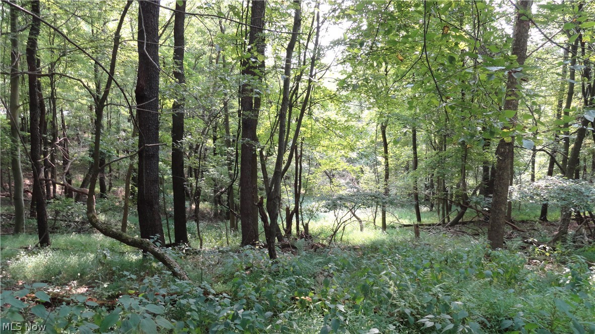 Hidden Woods - Land