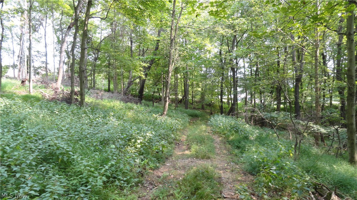 Hidden Woods - Land