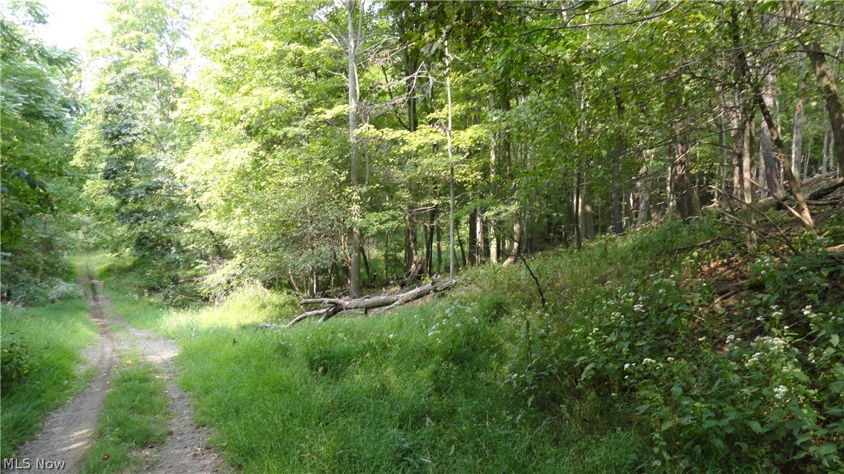 Hidden Woods - Land