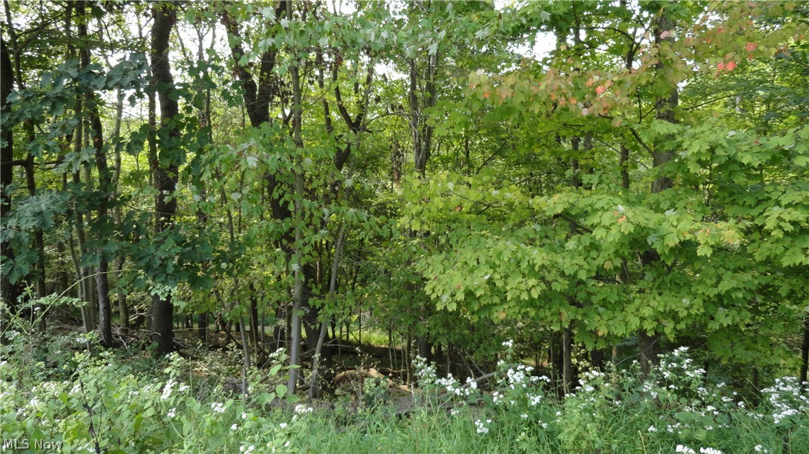 Hidden Woods - Land