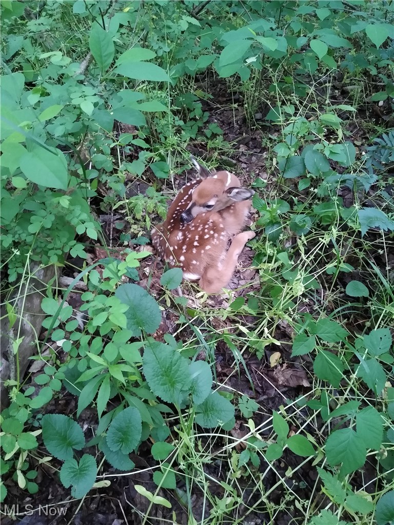 Hunters Glen Sub - Land