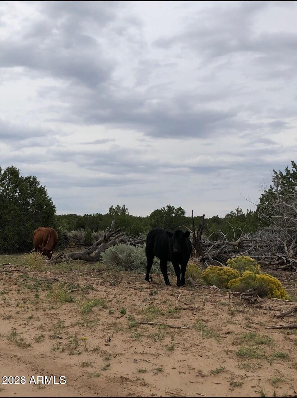 Sierra Mountain Ranch - Land