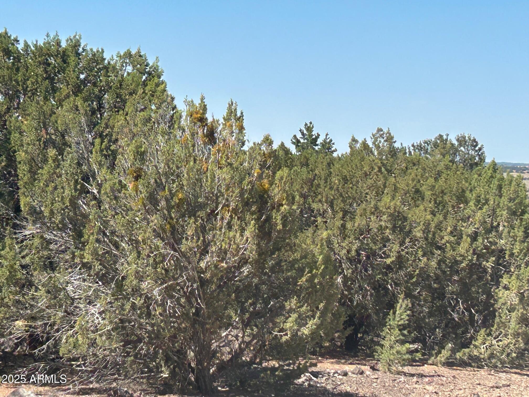 MOUNTAIN PINE RANCH UNIT 1 - Land