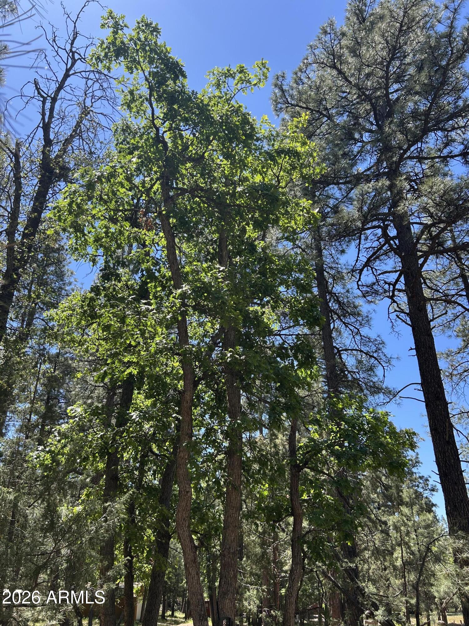 ELLISON CREEK ESTATES UNIT 2 - Land