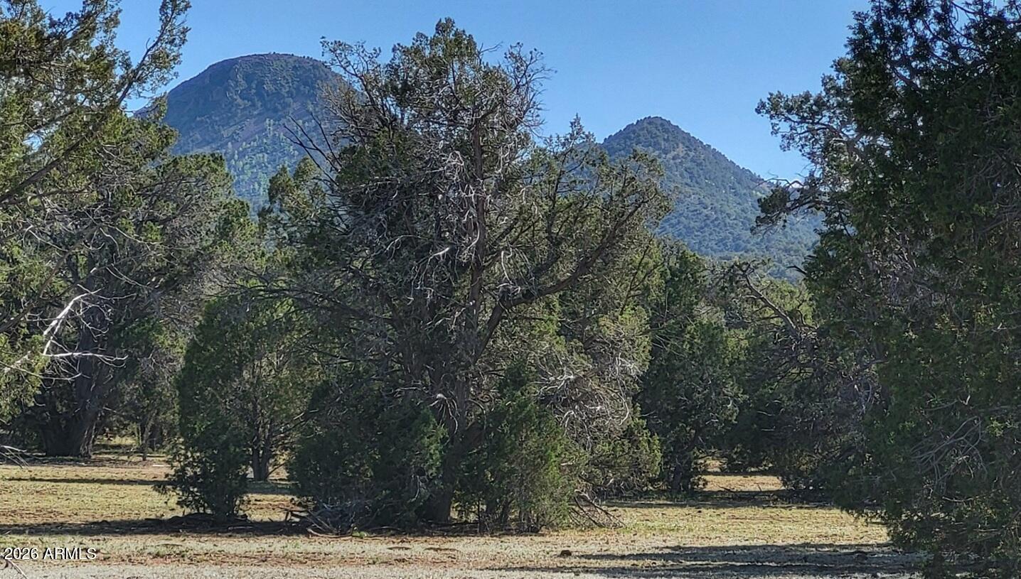 Very Secluded end of the road. Huge Juniper tree cover, open meadows with the head waters of Partridge Creek drainage. Beautiful property !
Located on Westwood Ranch 13 miles in. Elk and Deer country. NO HOAs, NO Deadlines. Come camp, RV, ATV, and or Build that cabin retreat you've always dreamed of. 85 degree summers and just the right amount of snow.
Do not miss out on this one.