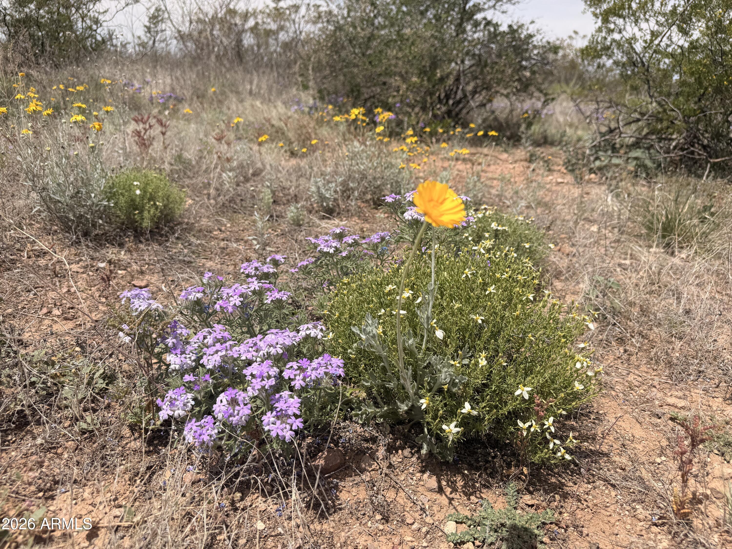 COCHISE COLLEGE PARK 10 - Land
