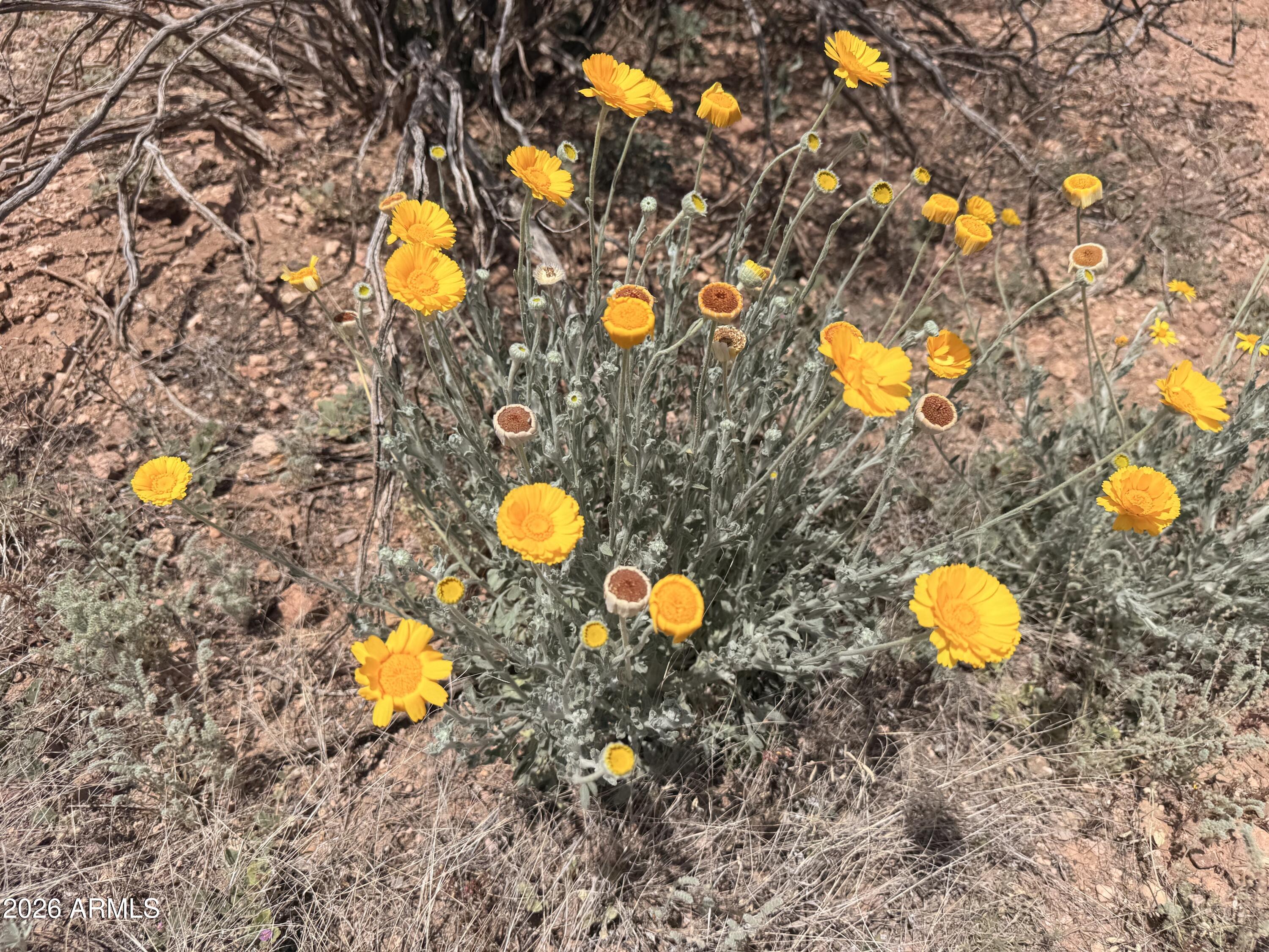 COCHISE COLLEGE PARK 10 - Land