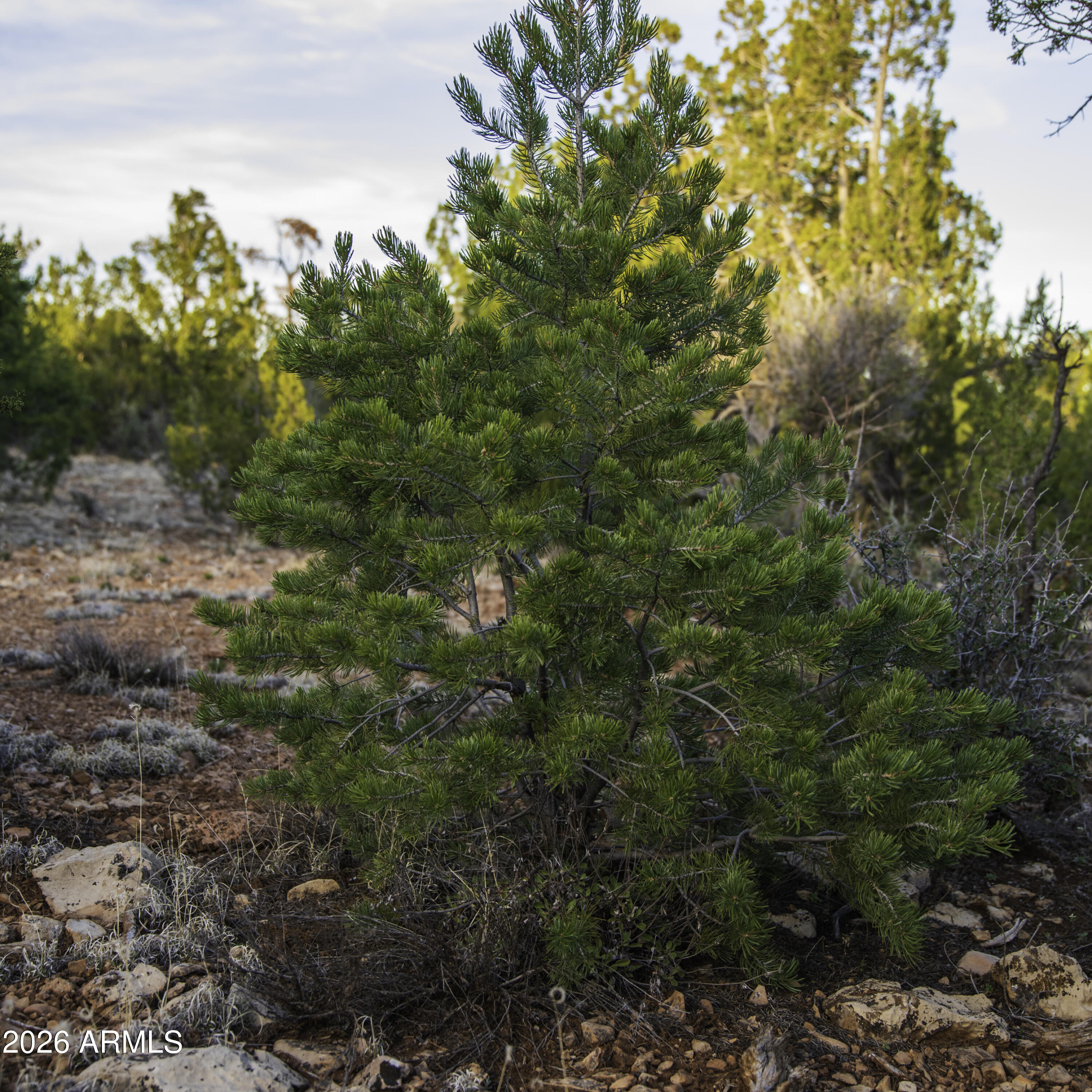 MOGOLLON RANCH UNIT 2 - Land